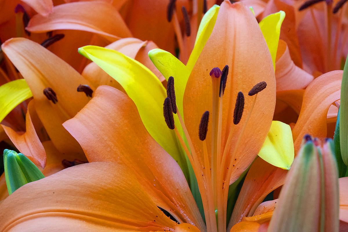 Flowers of the Keukenhof