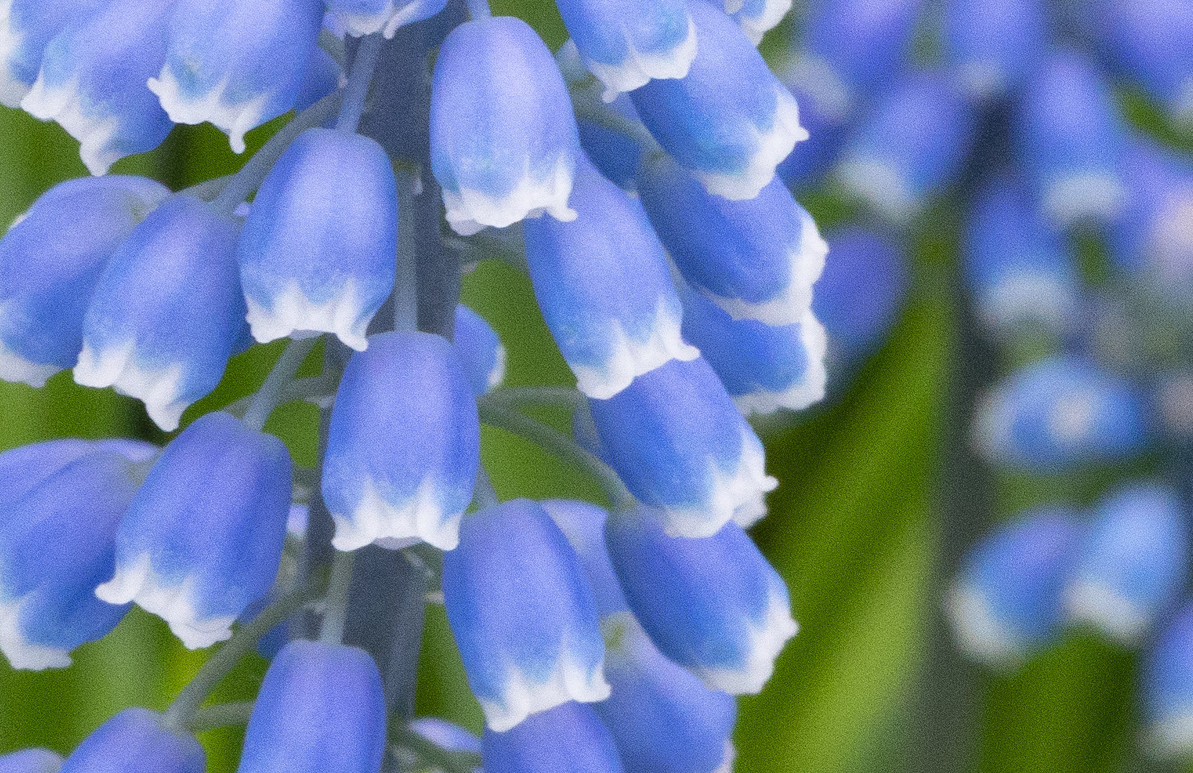 Flowers of the Keukenhof