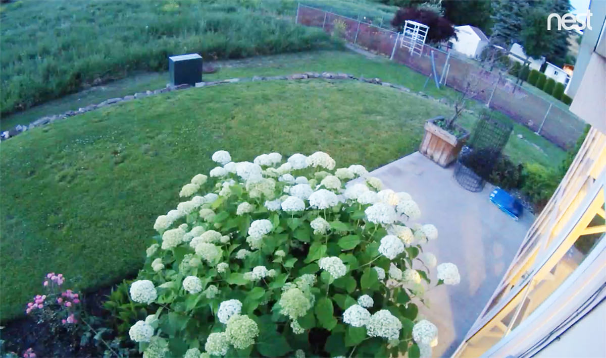 Hydrangea Overload