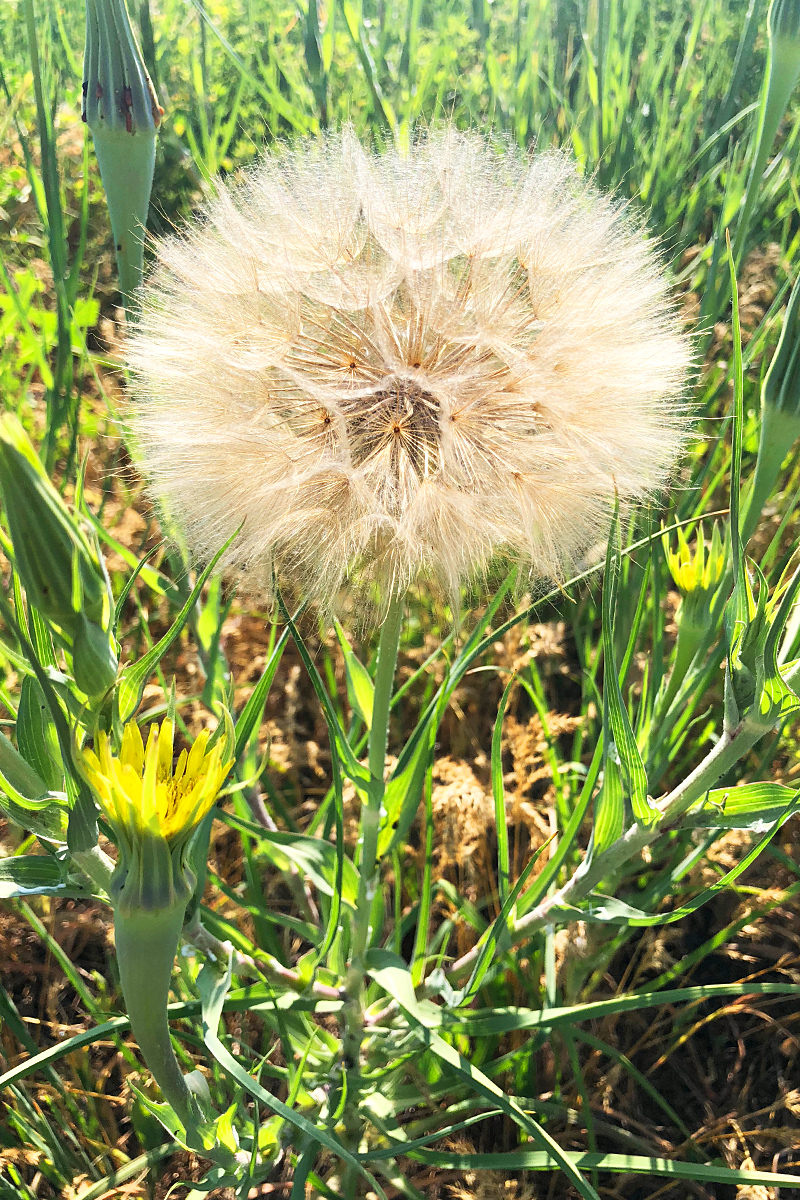 Dandylion Exploded