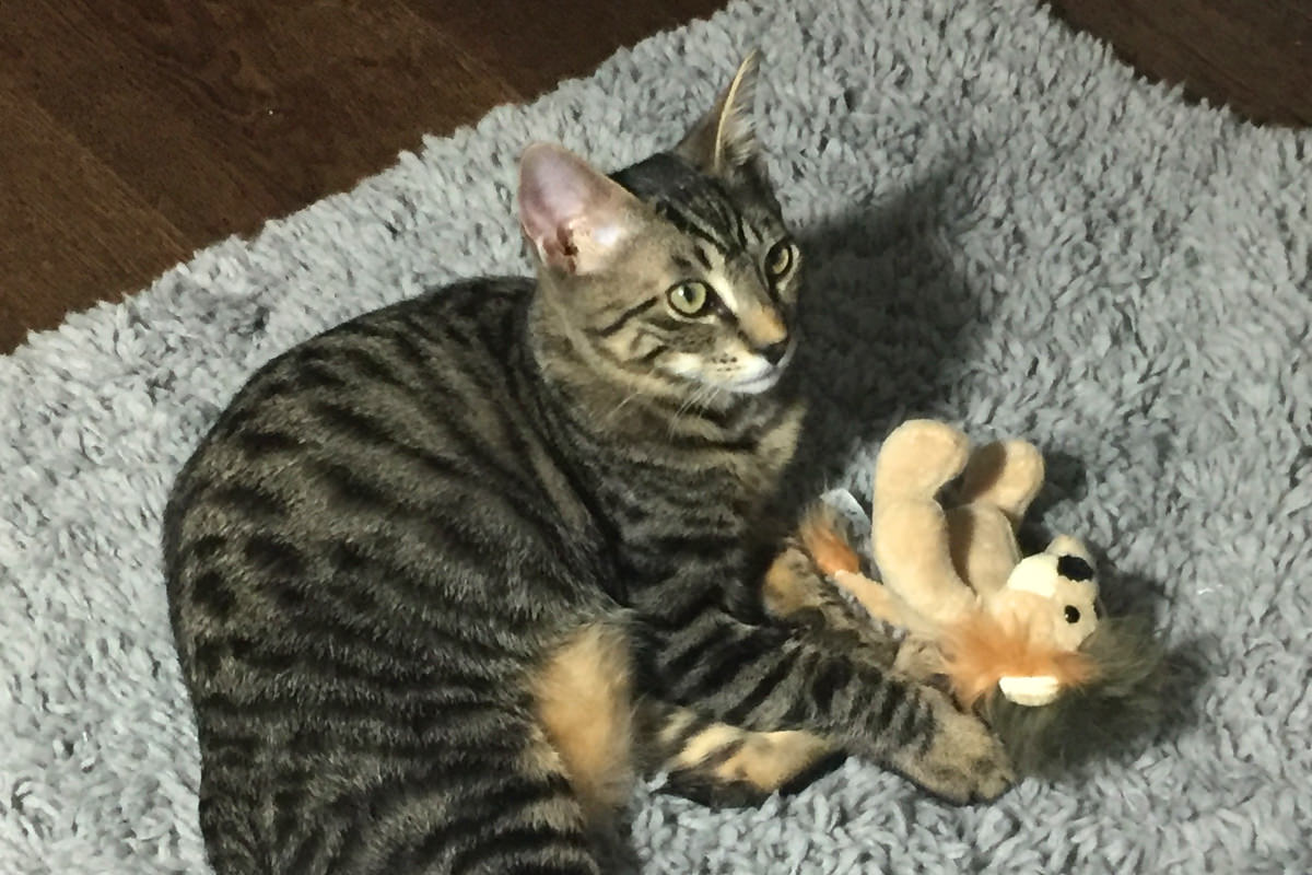 Jake and Stuffed Animals