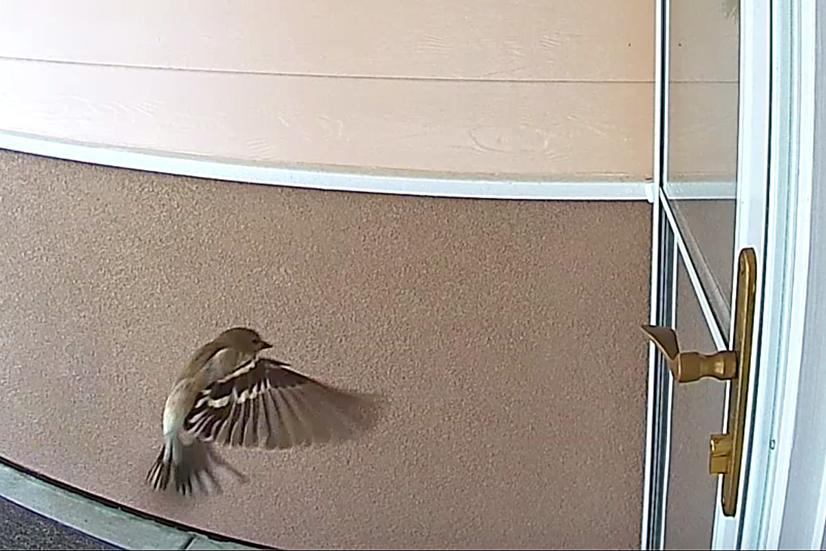 Bird in Flight