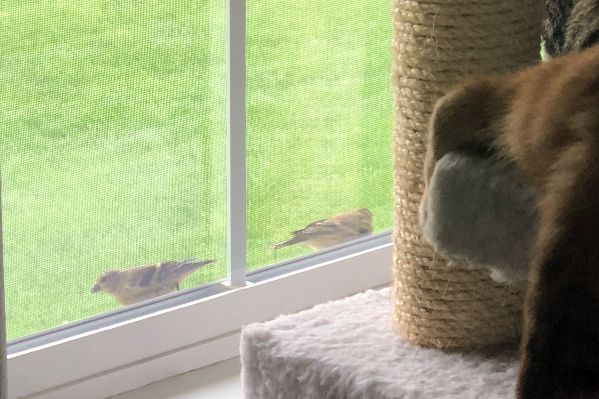 Birds on a Window