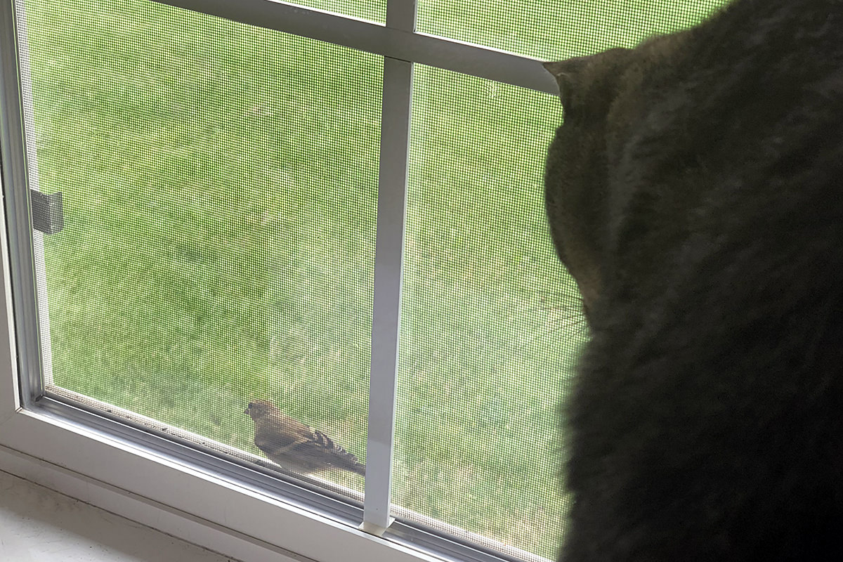 Birds on a Window