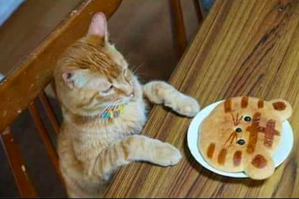 Cat Pancake Meme