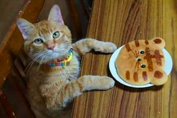 Cat Pancake Meme