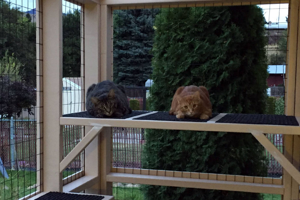 Catio at Night