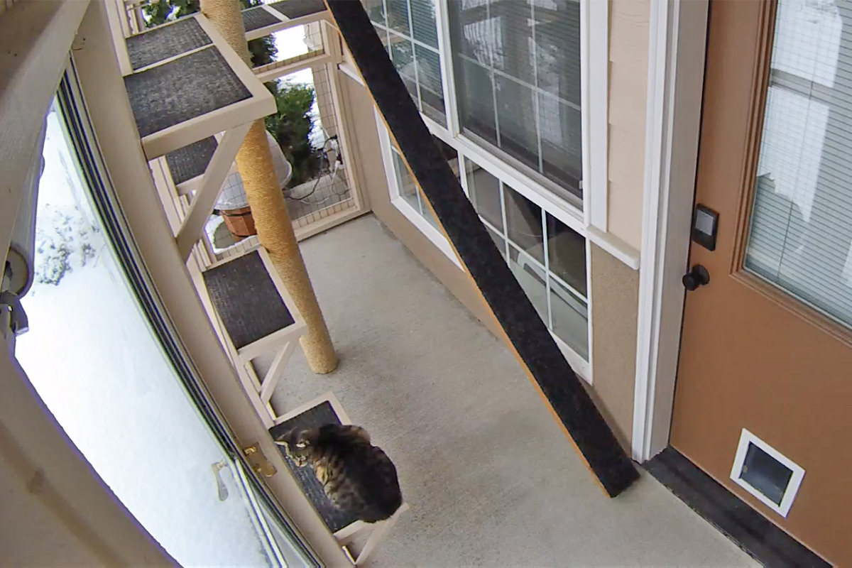 Jake in the Catio Looking at Snow