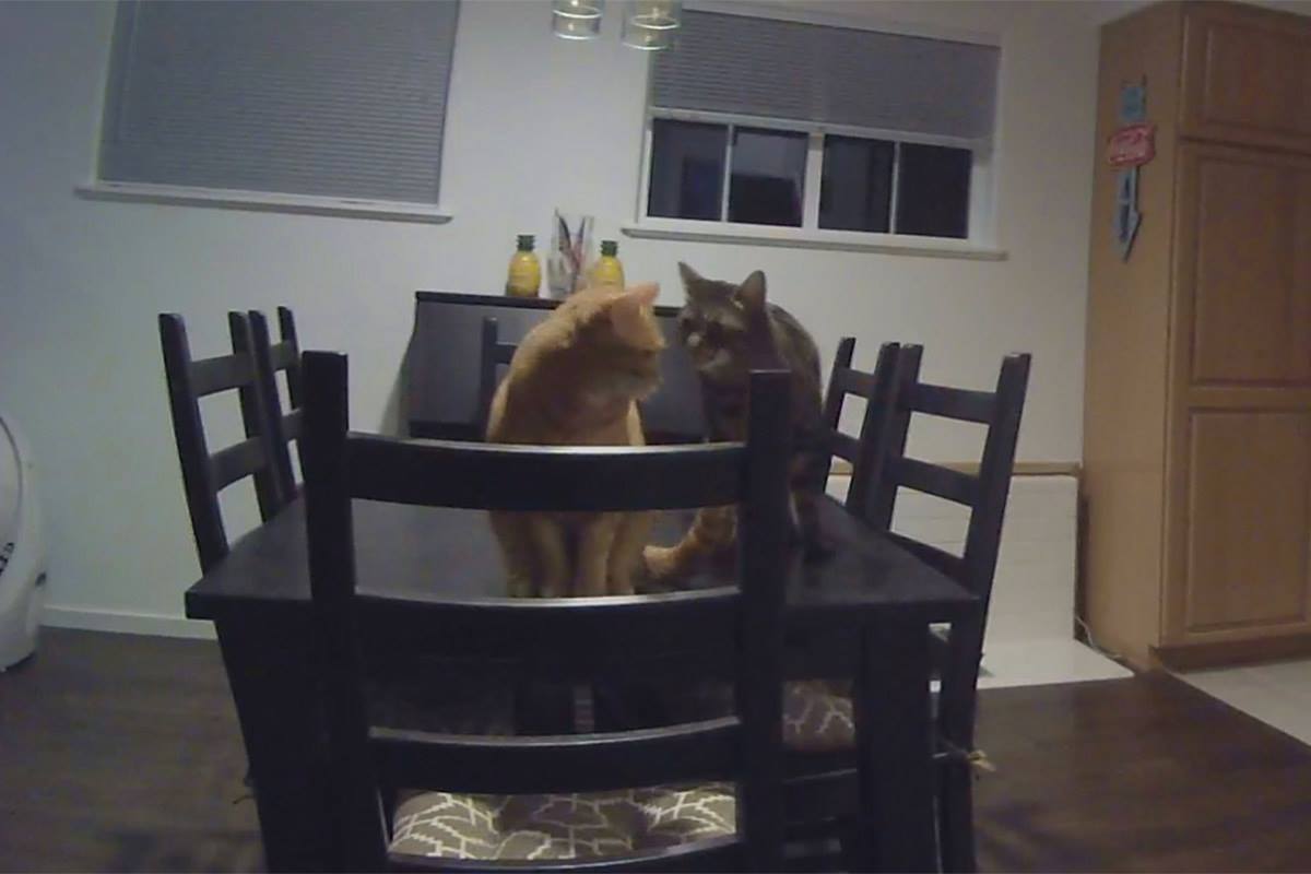 Jake and Jenny on the Dining Room Table