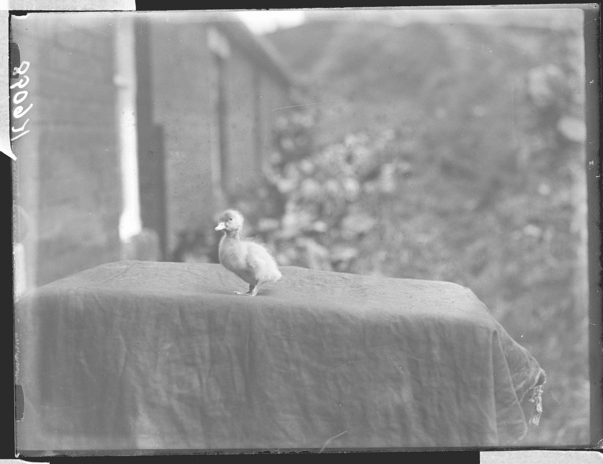 A very old duck photograph