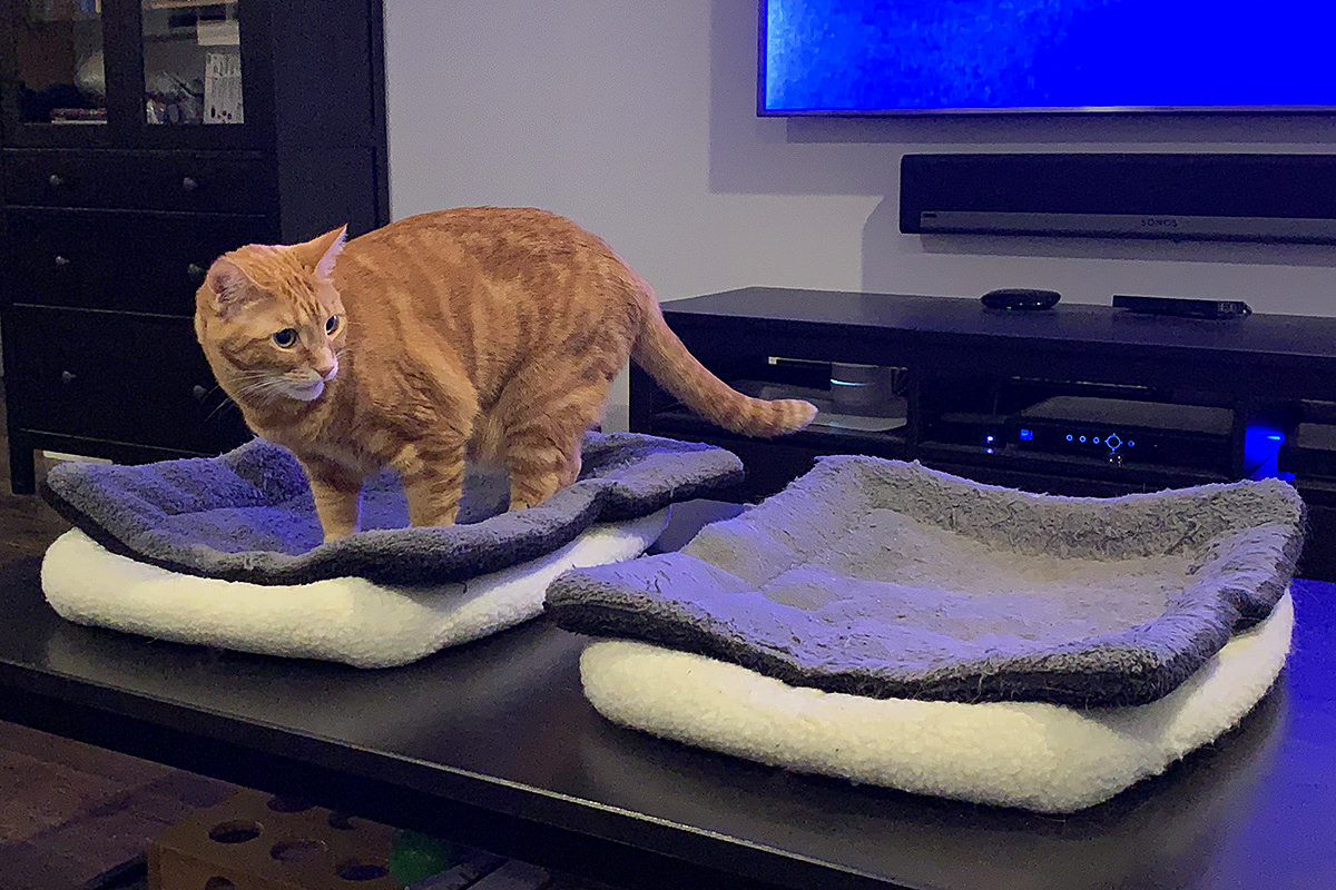 Dueling Cat Beds