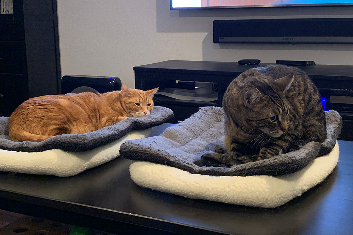 Dueling Cat Beds