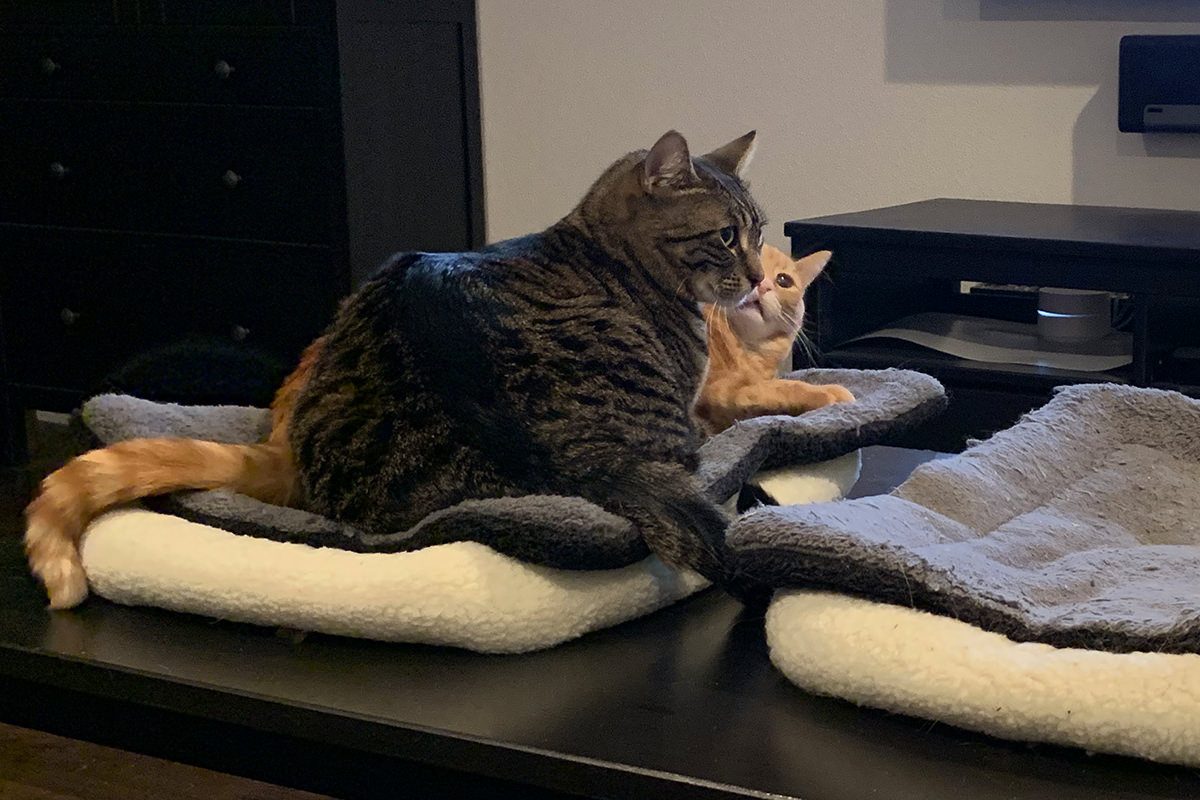 Dueling Cat Beds