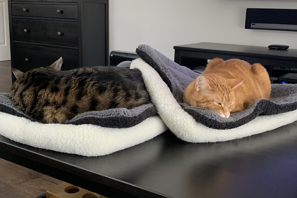 Dueling Cat Beds