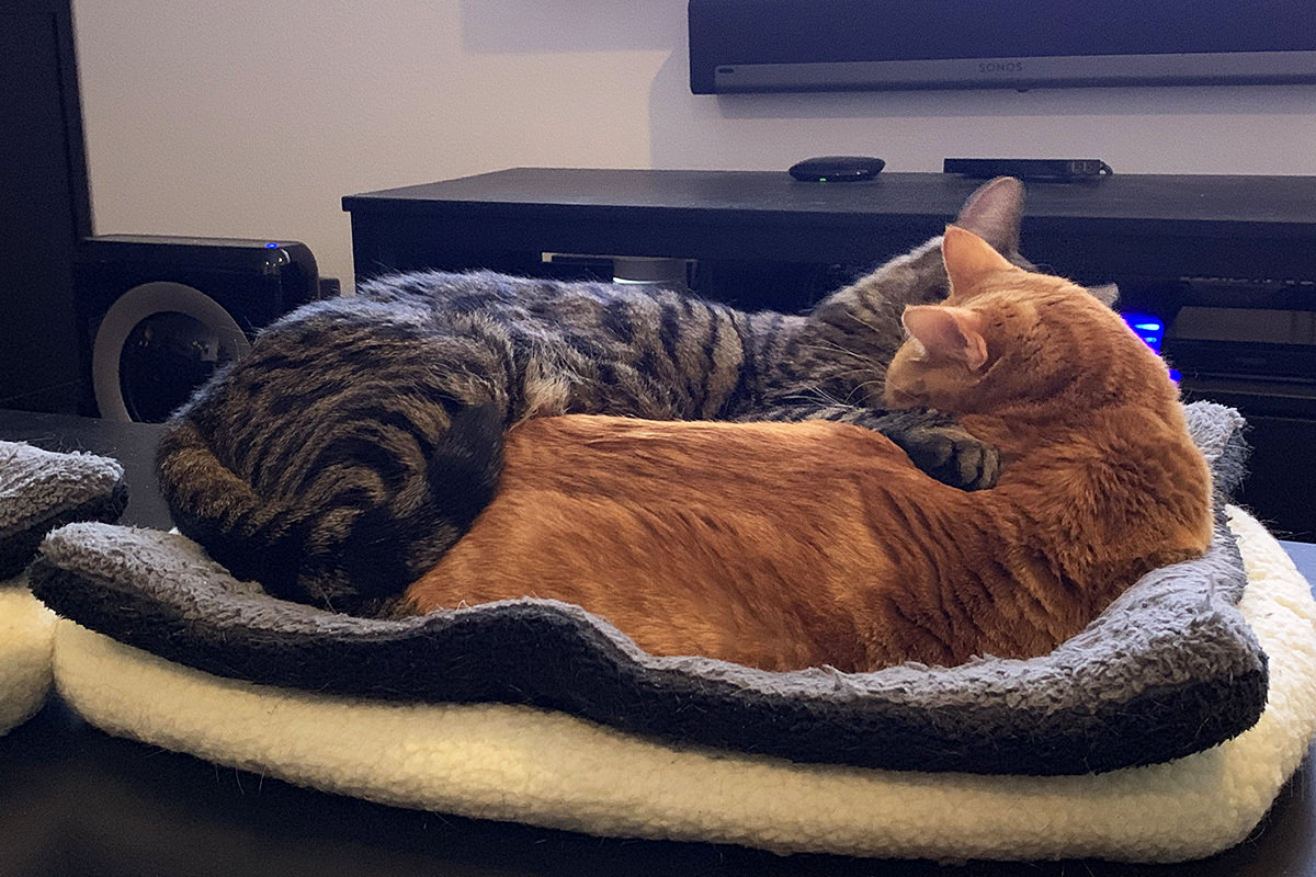 Dueling Cat Beds