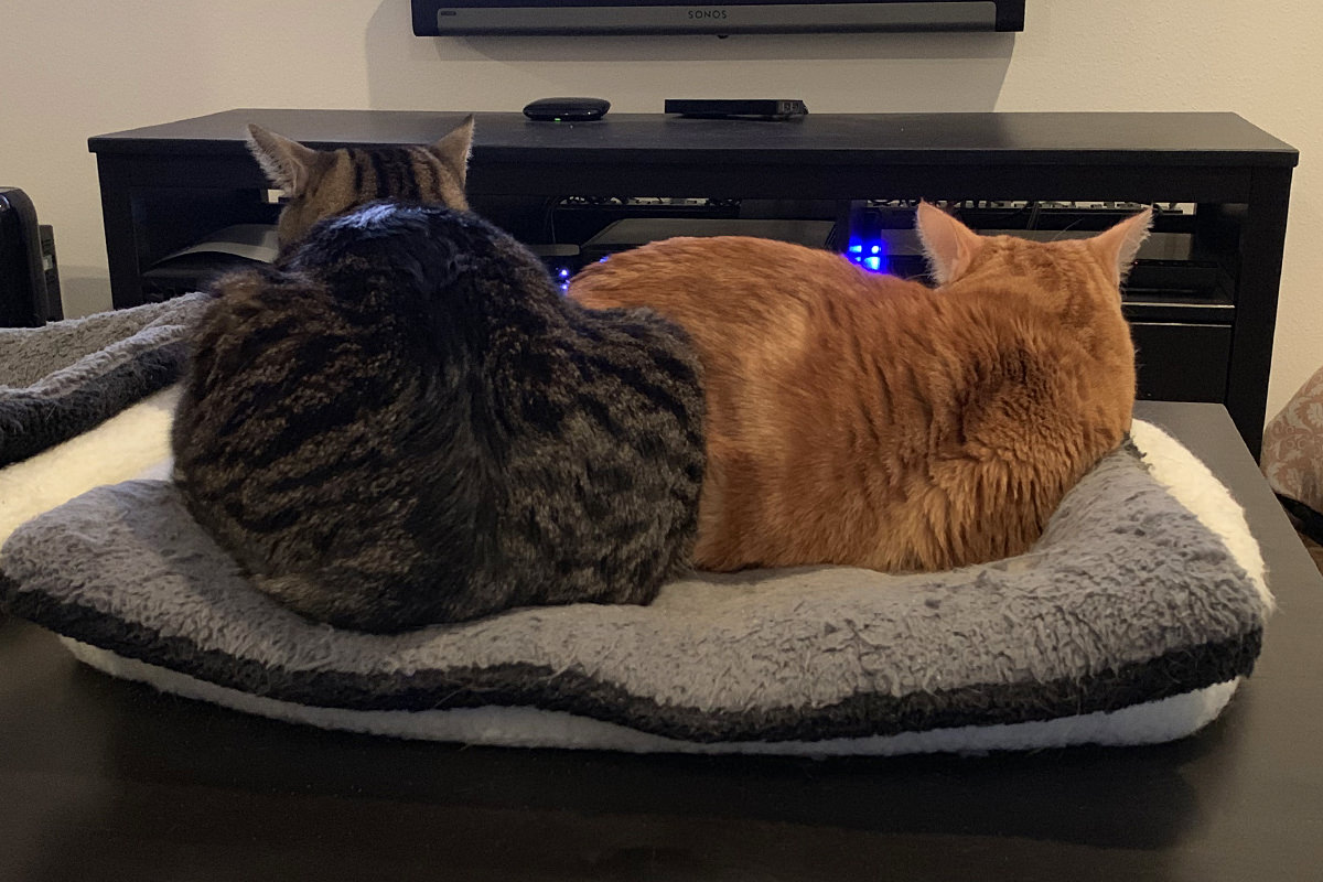 Dueling Cat Beds