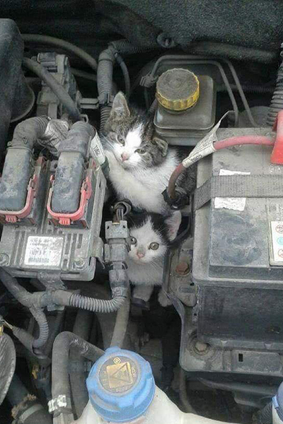 Cats in a Car Engine