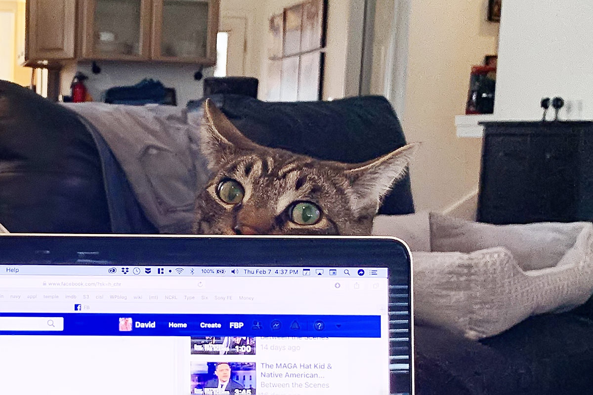 Jake Looking Over My Computer Screen