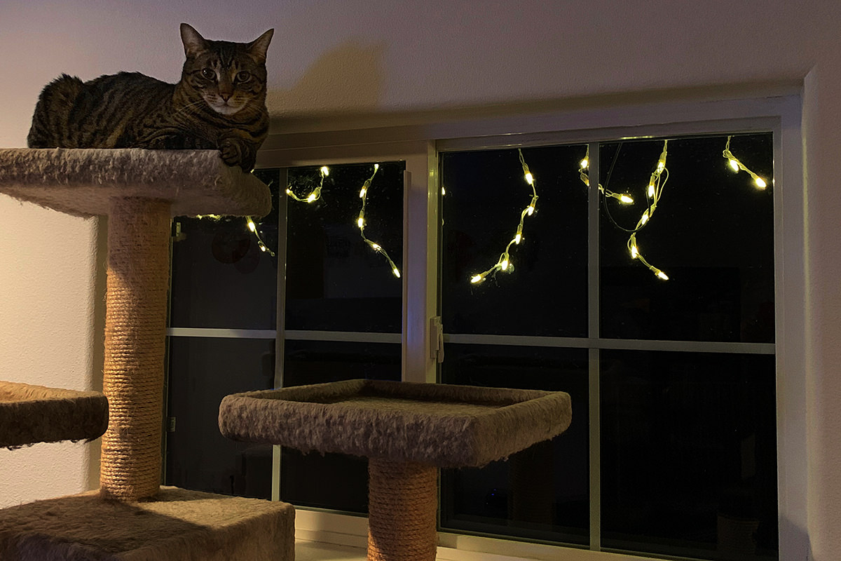 Jake by the Window with Christmas Lights