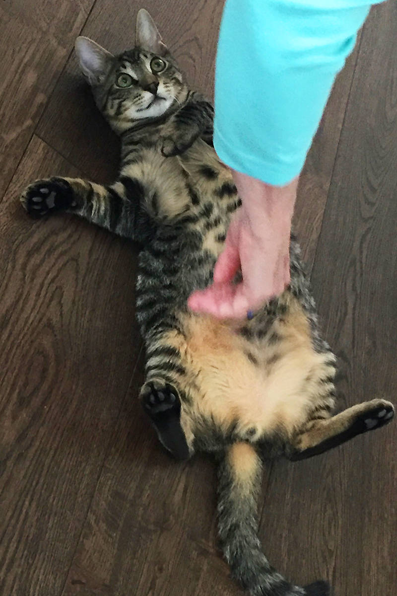 Mom rubbing Jake's belly