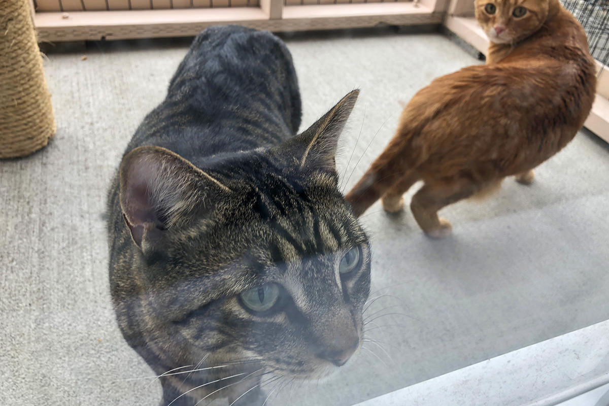 Jenny and Jake in the catio