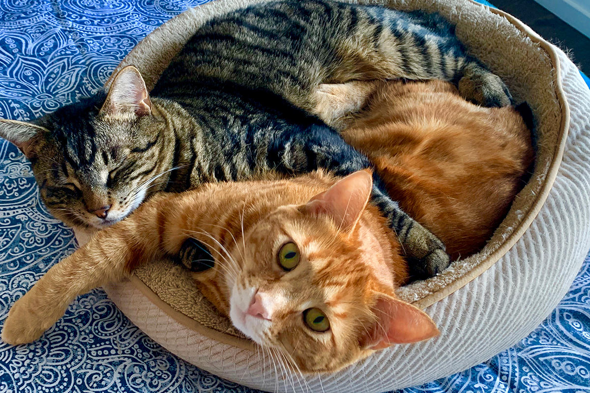 Jake and Jenny Pals sleeping together in a way too small kitty bed.