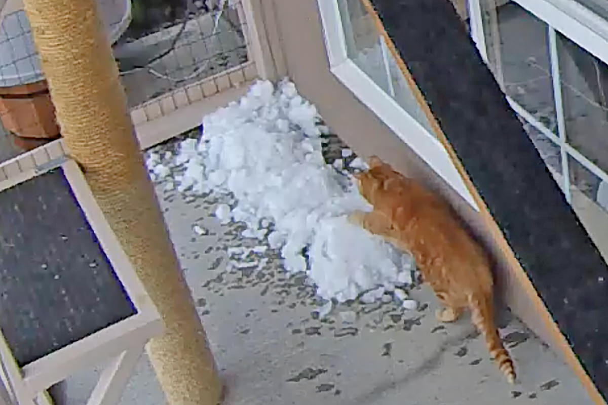 Jake and Jenny Playing in the Snow in Their Catio