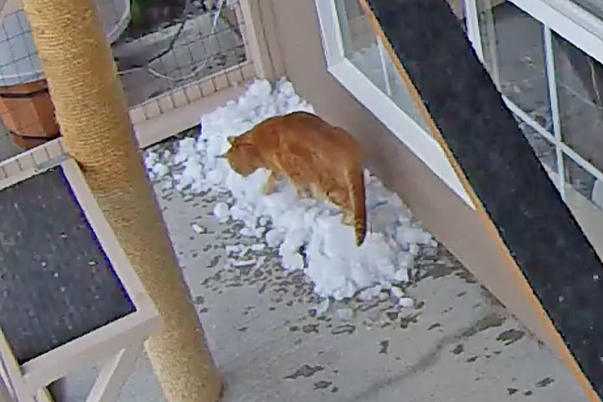 Jake and Jenny Playing in the Snow in Their Catio