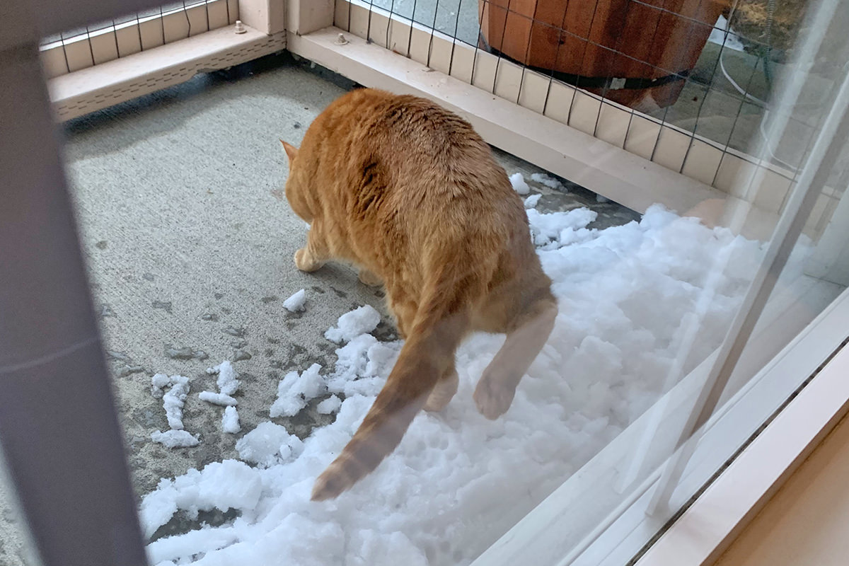 Jake and Jenny Playing in the Snow in Their Catio