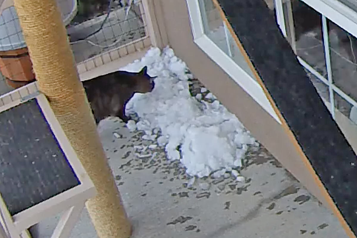 Jake and Jenny Playing in the Snow in Their Catio