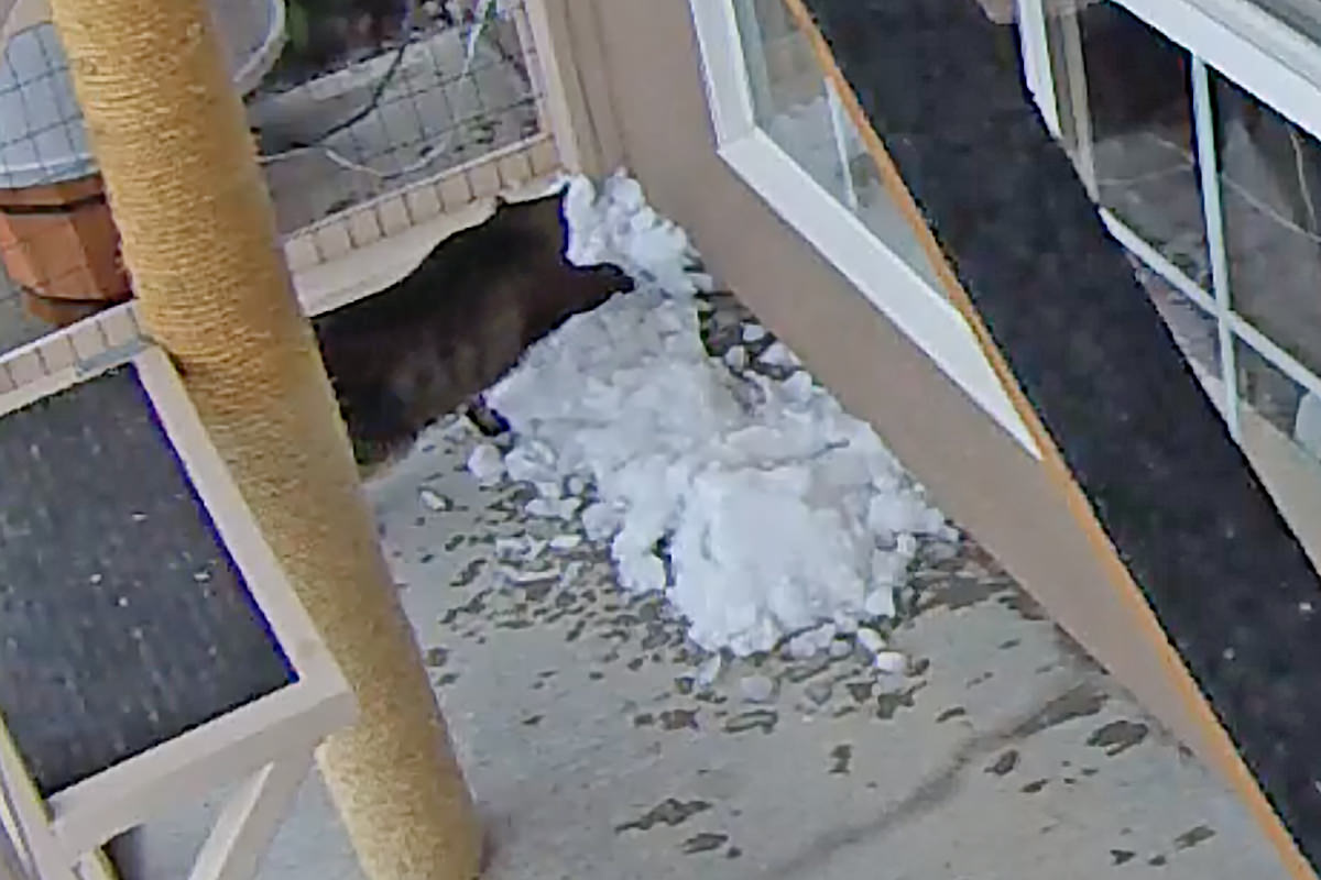 Jake and Jenny Playing in the Snow in Their Catio