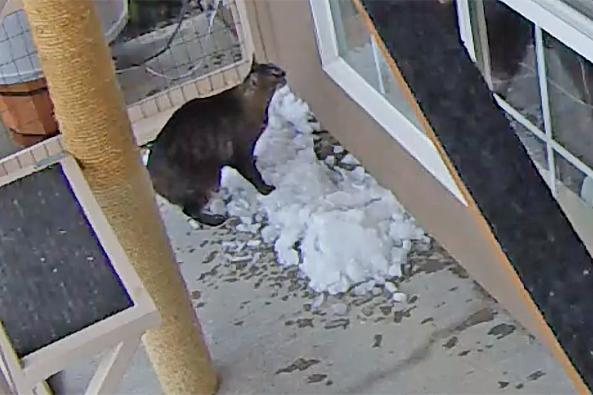 Jake and Jenny Playing in the Snow in Their Catio