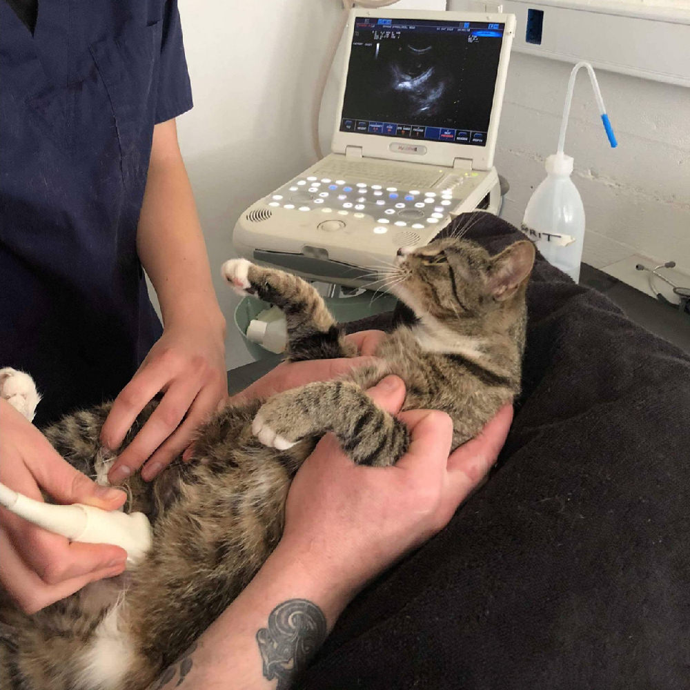 Kitty Ultrasound by Dyrenes Venner