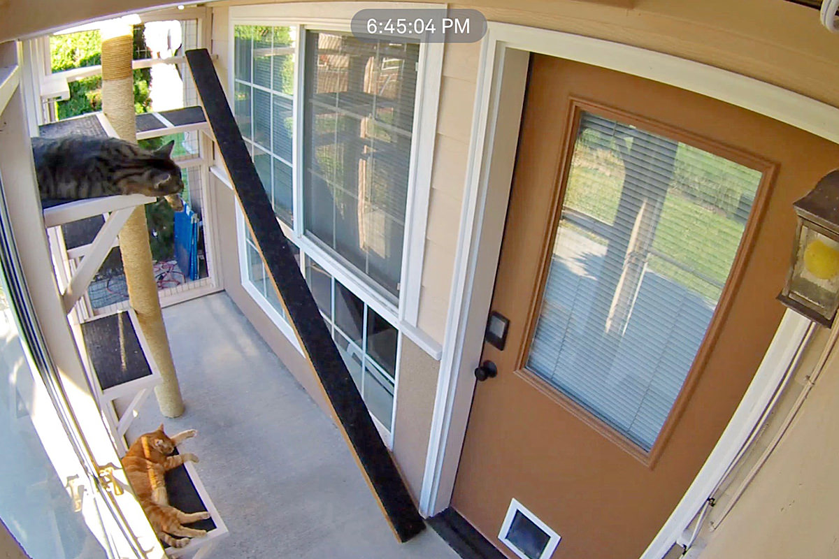 Jake and Jenny Sleeping in the Catio