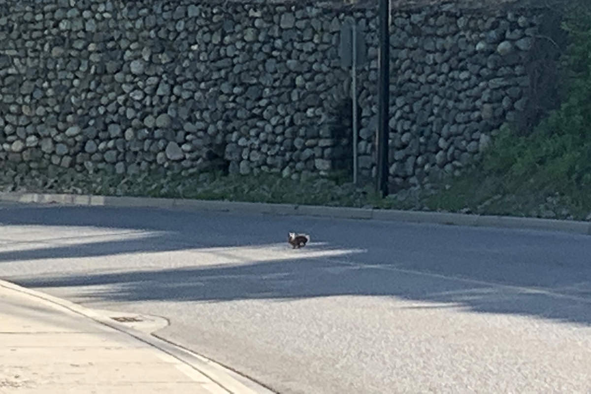 Bunny in the Road!