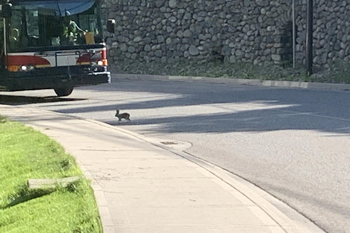 Bunny in the Road!