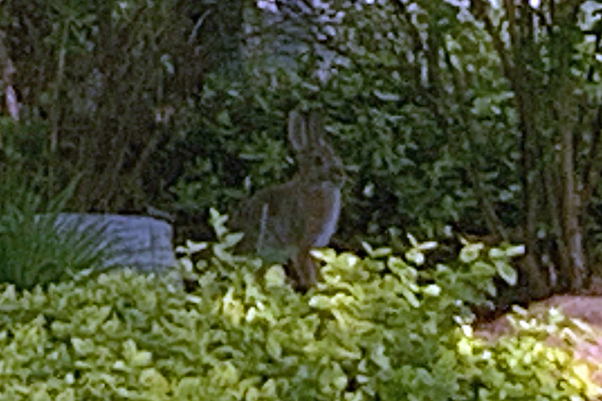 Bunny in the Bushes!