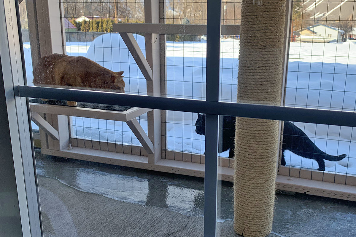 Jenny in the Catio Watching a Cat Walk By