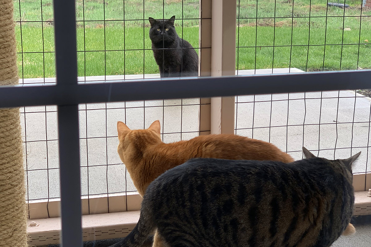 Jake and Jenny Confront Cat from the Catio