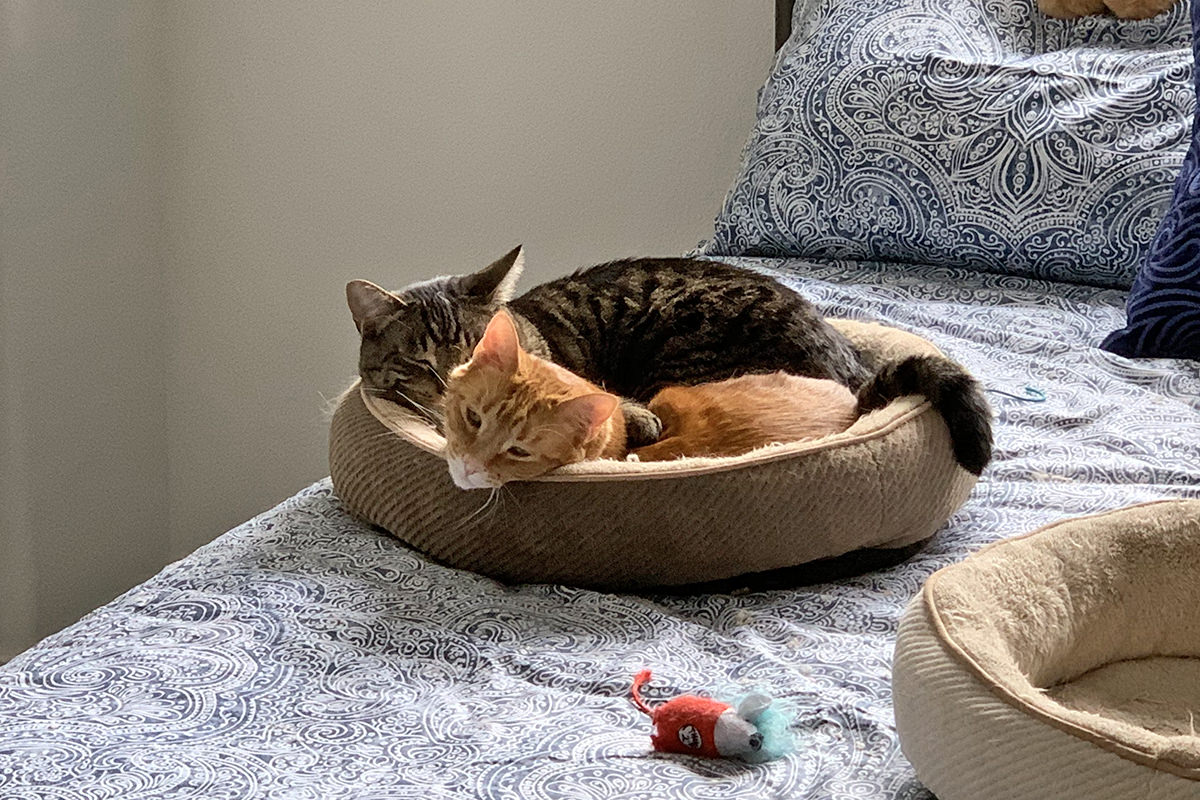 Jake and Jenny Cat Snuggles