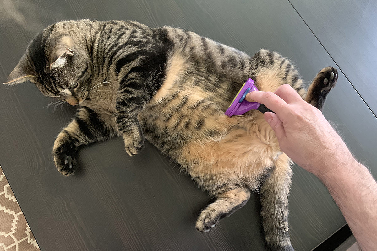 Jake Getting Brushed with the Furminator!