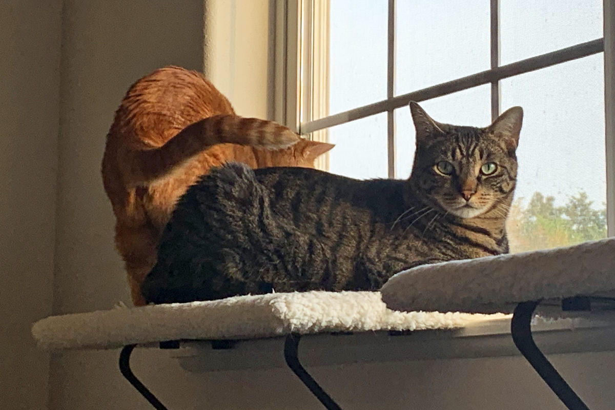 Jake and Jenny Sharing a Window Perch!