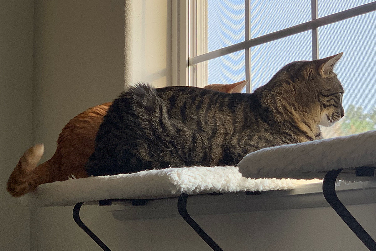 Jake and Jenny Sharing a Window Perch!