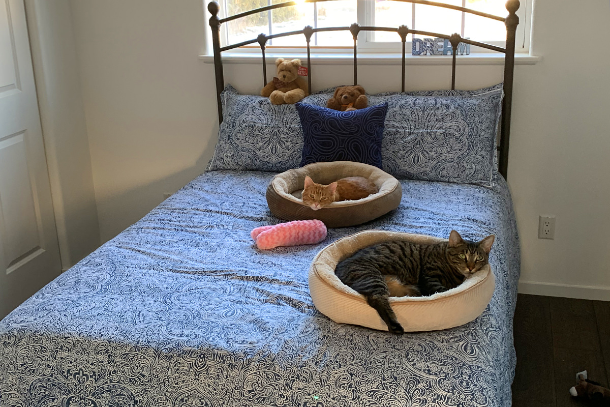 Cats in Their Bedroom