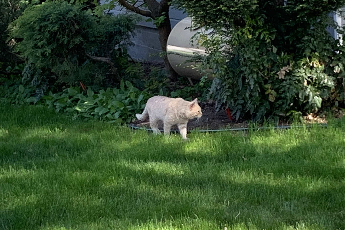 Old Cat Taking a Walk!