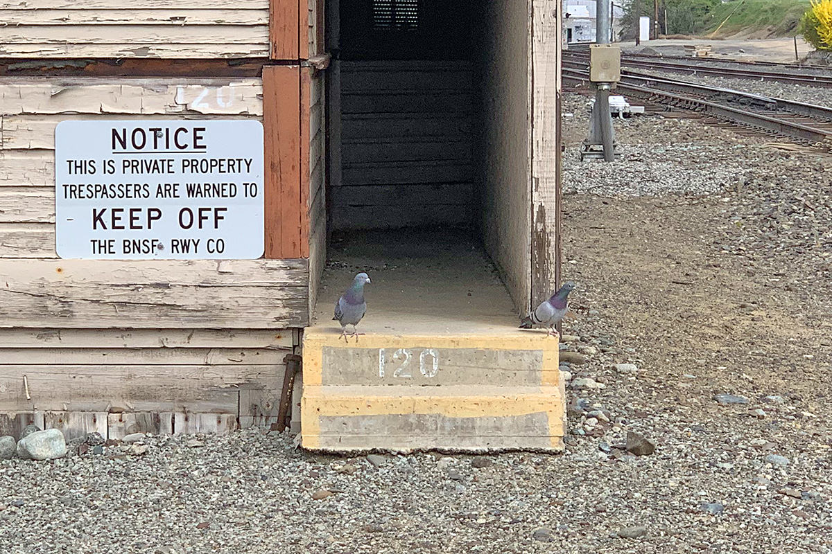 Pigeons Ignoring a Sign That Says KEEP OFF!