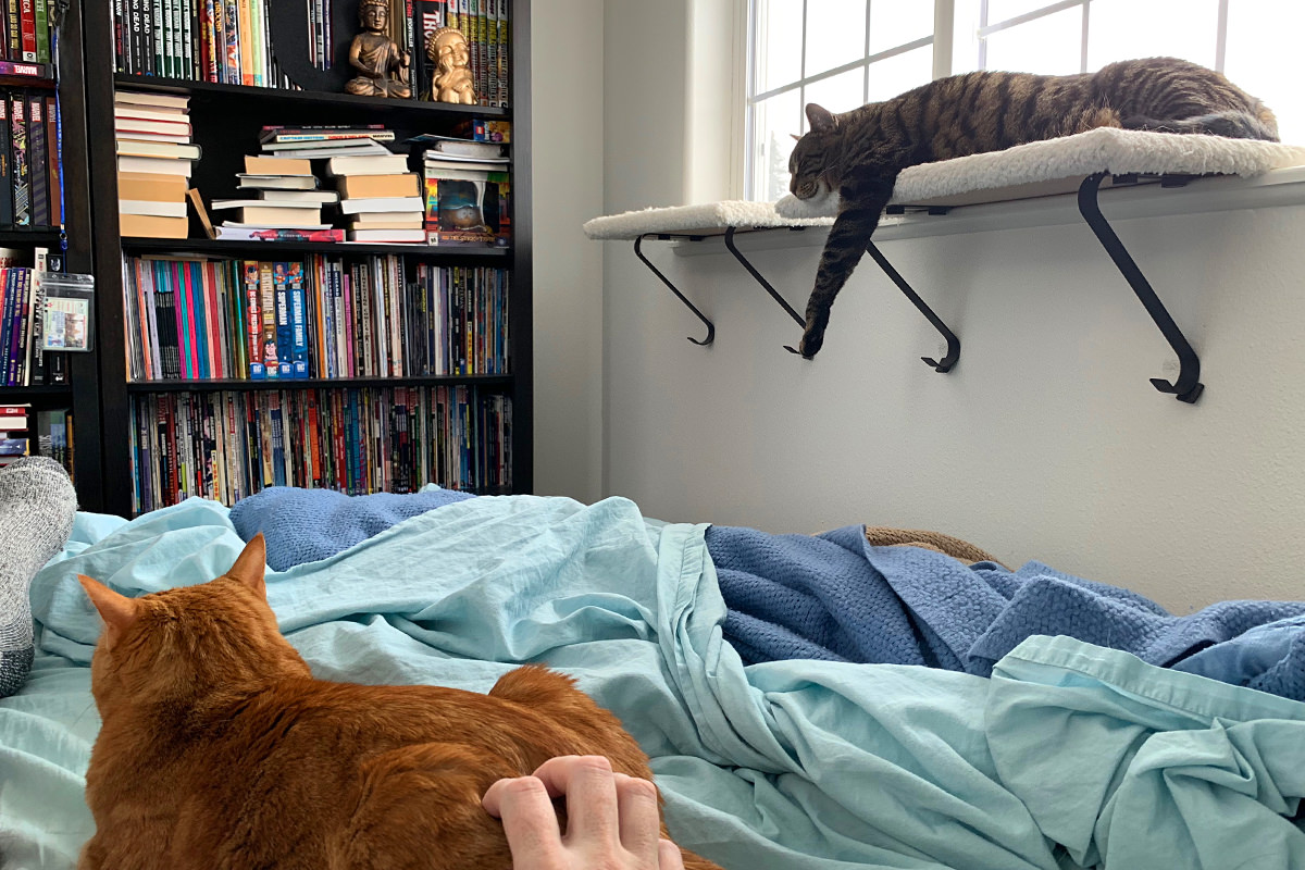 Sick in Bed with Cats!