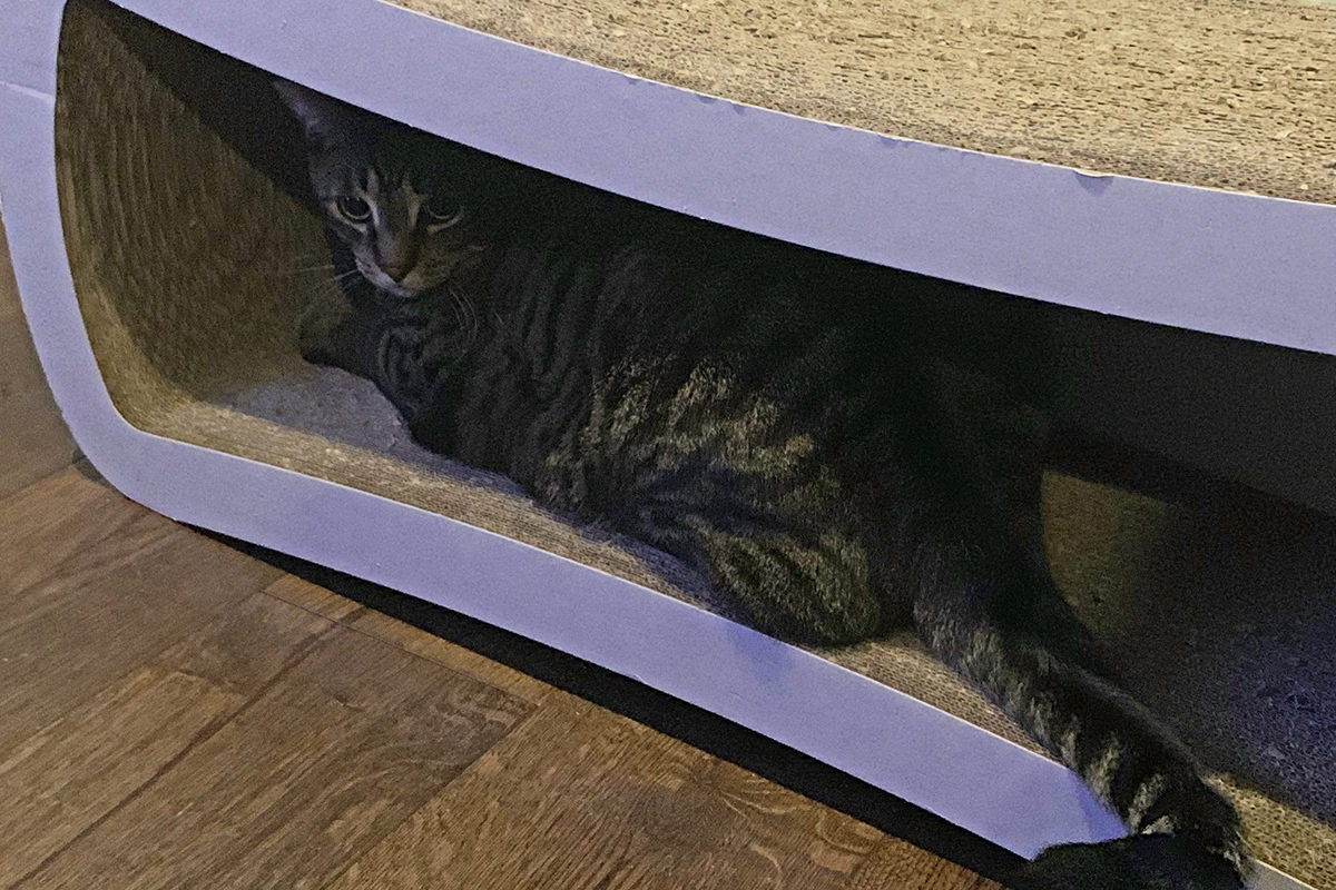 Jake hiding in his scratcher-lounger