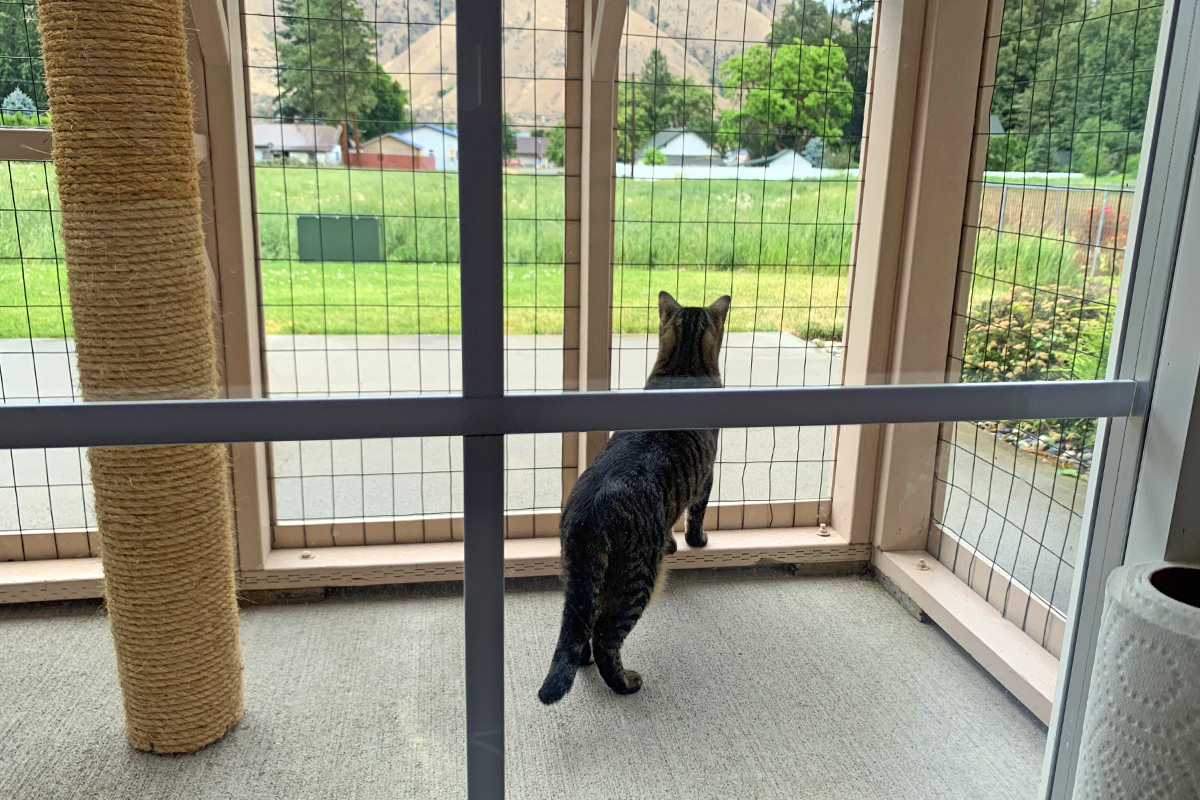 Jake in the Catio