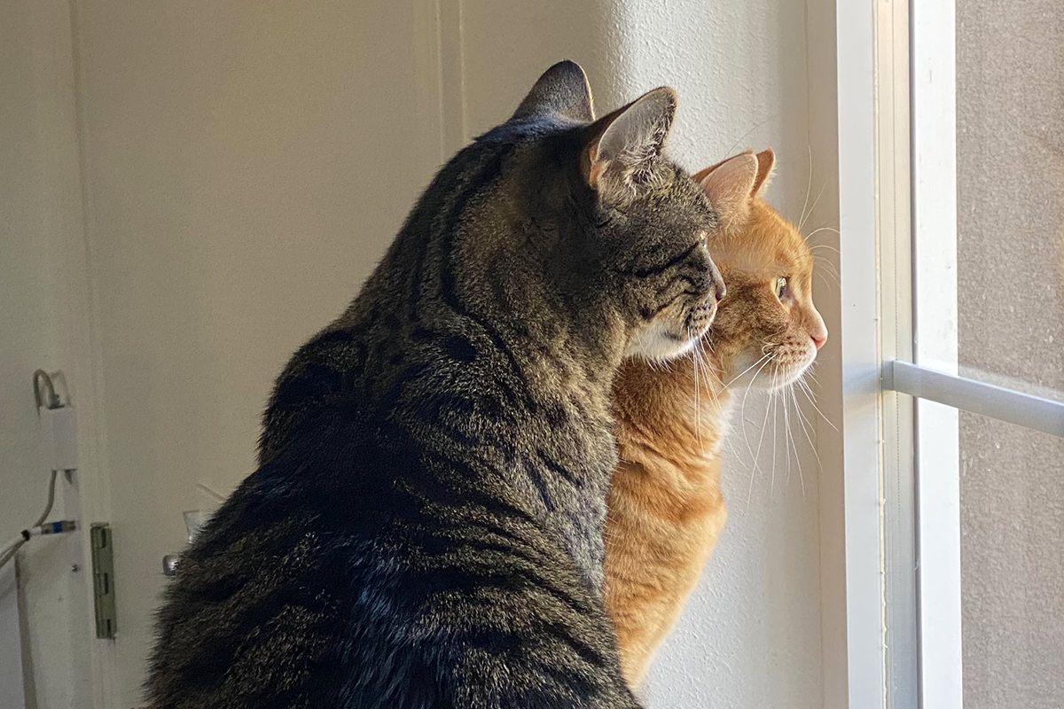 Jake and Jenny looking out the window straight ahead.